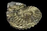 Pyritized (Pleuroceras) Ammonite Fossil - Germany #131125-1